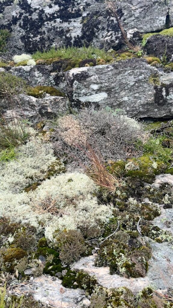 moss